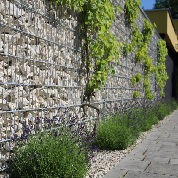 Gabionenmauer mit Weinrebe