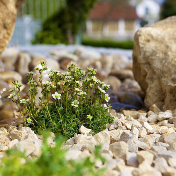 Stauden in Jurakalkschotter