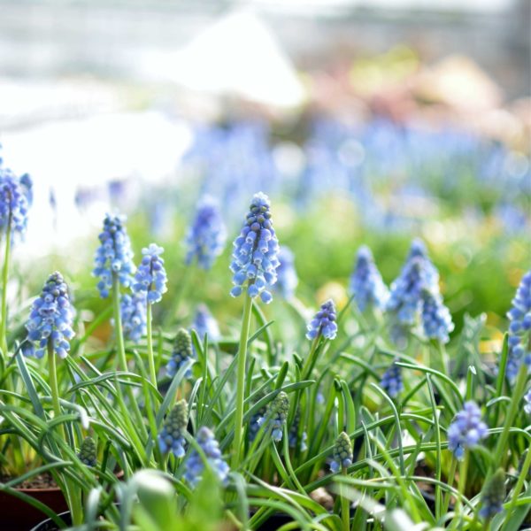 Floristik bei Uns im Frühling