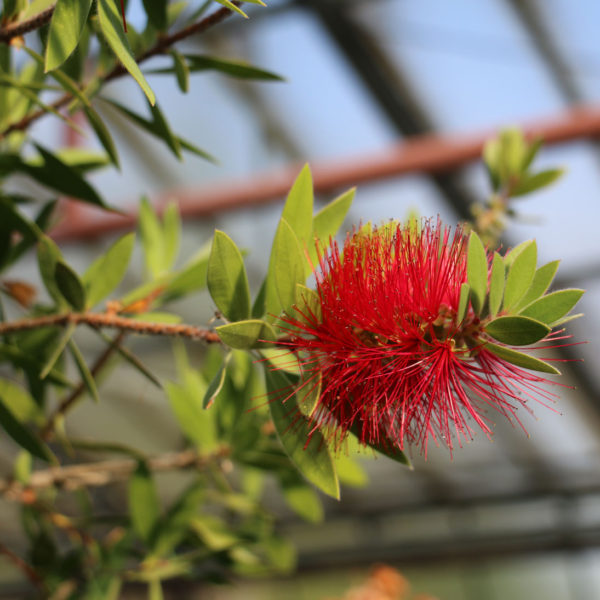 Callistemon